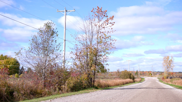 Red Pine CCA-Treated Utility Pole